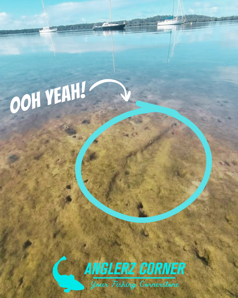 Flathead Fishing - TIlligerry Peninsula