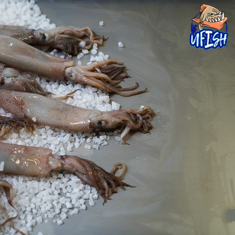 uFish Brined Local Whole Squid