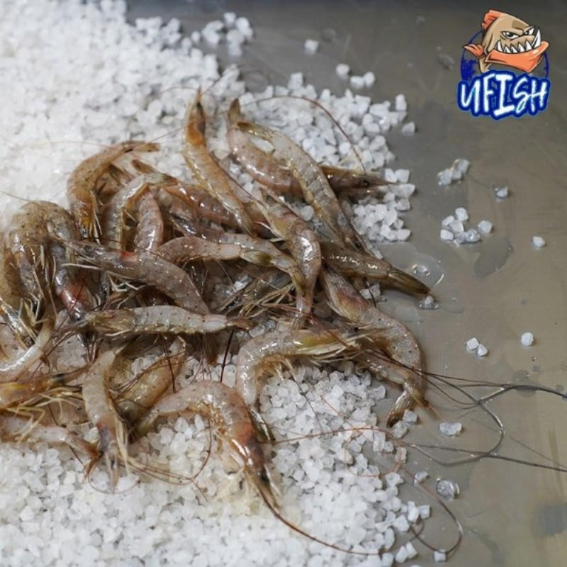 uFish Brined River Prawns - 400gm - (In-Store Pickup only)